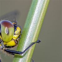 Black darter female